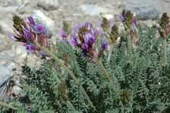Oxytropis microphylla